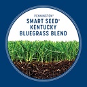 pennington-smart-seed-kentucky-blue-gras-5.jpg