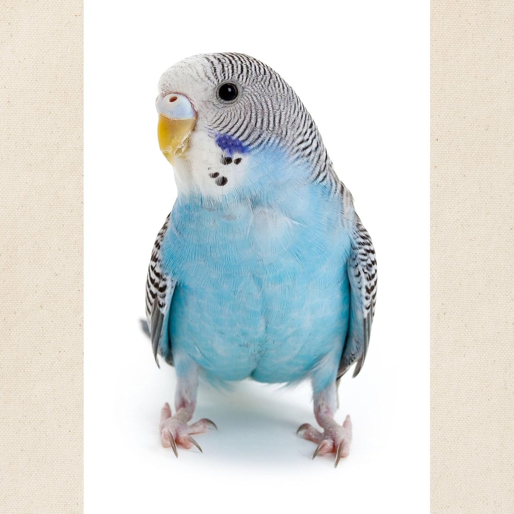 cafepress-blue-parakeet-tote-bag-natural-2.jpg