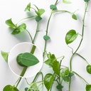 luotivon-72-pcs-plant-climbing-wall-fixt-5.jpg