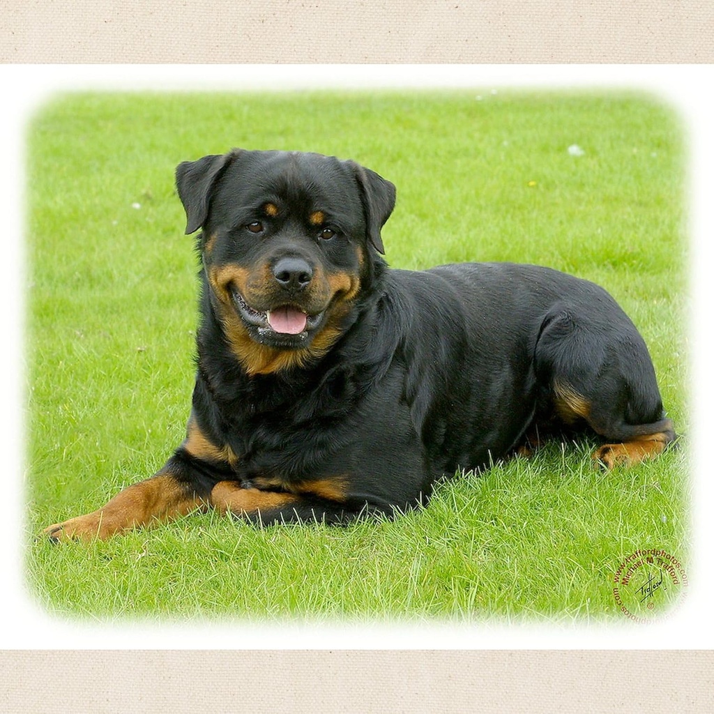 cafepress-rottweiler-9w025d-046-tote-bag-2.jpg