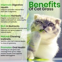 naturez-edge-cat-grass-seeds-catnip-seed-2.jpg
