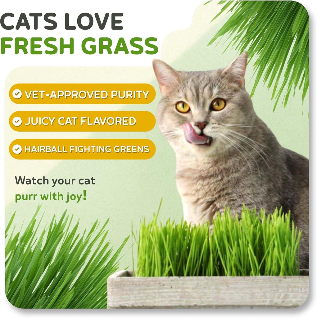 todds-seeds-cat-grass-for-indoor-or-outd-4.jpg