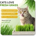 todds-seeds-cat-grass-for-indoor-or-outd-4.jpg