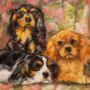 cafepress-cavalier-king-charles-spaniel--2.jpg