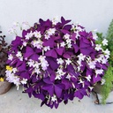 20pcs-oxalis-bulbs-for-planting-purple-s-2.jpg