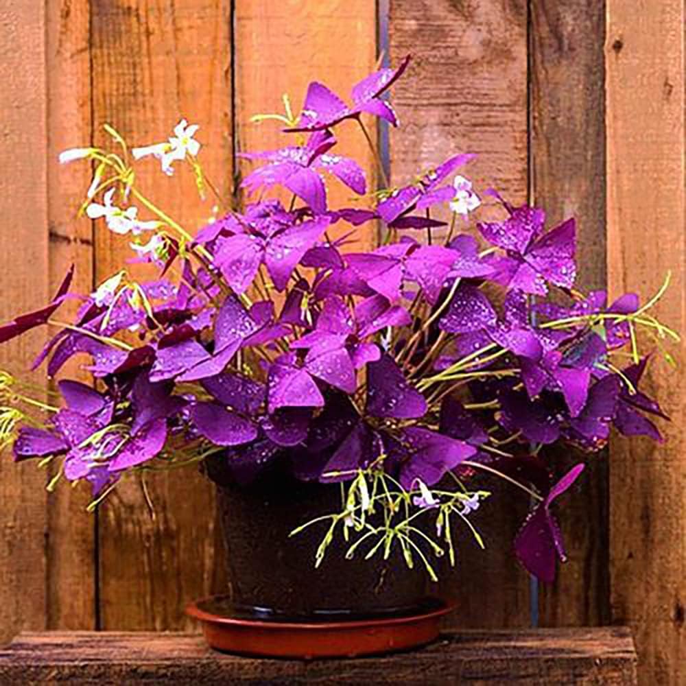 20pcs-oxalis-bulbs-for-planting-purple-s-3.jpg
