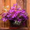 20pcs-oxalis-bulbs-for-planting-purple-s-3.jpg