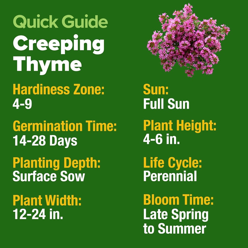 home-grown-purple-creeping-thyme-seeds-n-5.jpg