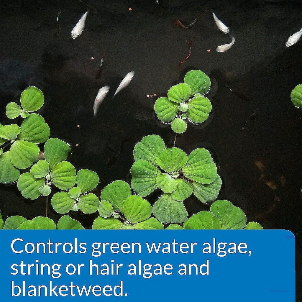 api-pond-algaefix-algae-control-32-ounce-2.jpg