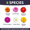 zinnia-seeds---california-giants-mix---l-4.jpg