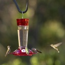 more-birds-bird-health-ruby-hummingbird--2.jpg
