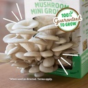 back-to-the-roots-organic-mini-mushroom--6.jpg