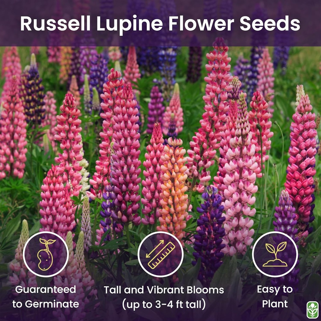 russell-lupine-seeds-perennial---grows-4-2.jpg