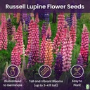 russell-lupine-seeds-perennial---grows-4-2.jpg