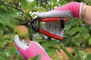 spear-jackson-4949fp-fruit-pruners-red-p-2.jpg
