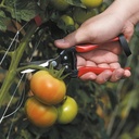 spear-jackson-4949fp-fruit-pruners-red-p-3.jpg