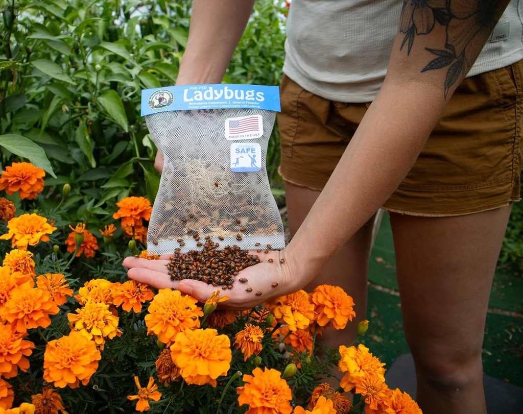 natures-good-guys-1500-live-ladybugs---g-2.jpg