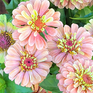The Old Farmer's Almanac Flower Gardener's Handbook: Your Trusted Guide to Growing Stunning Blooms―From Planting to Cut-Bloom Preservation