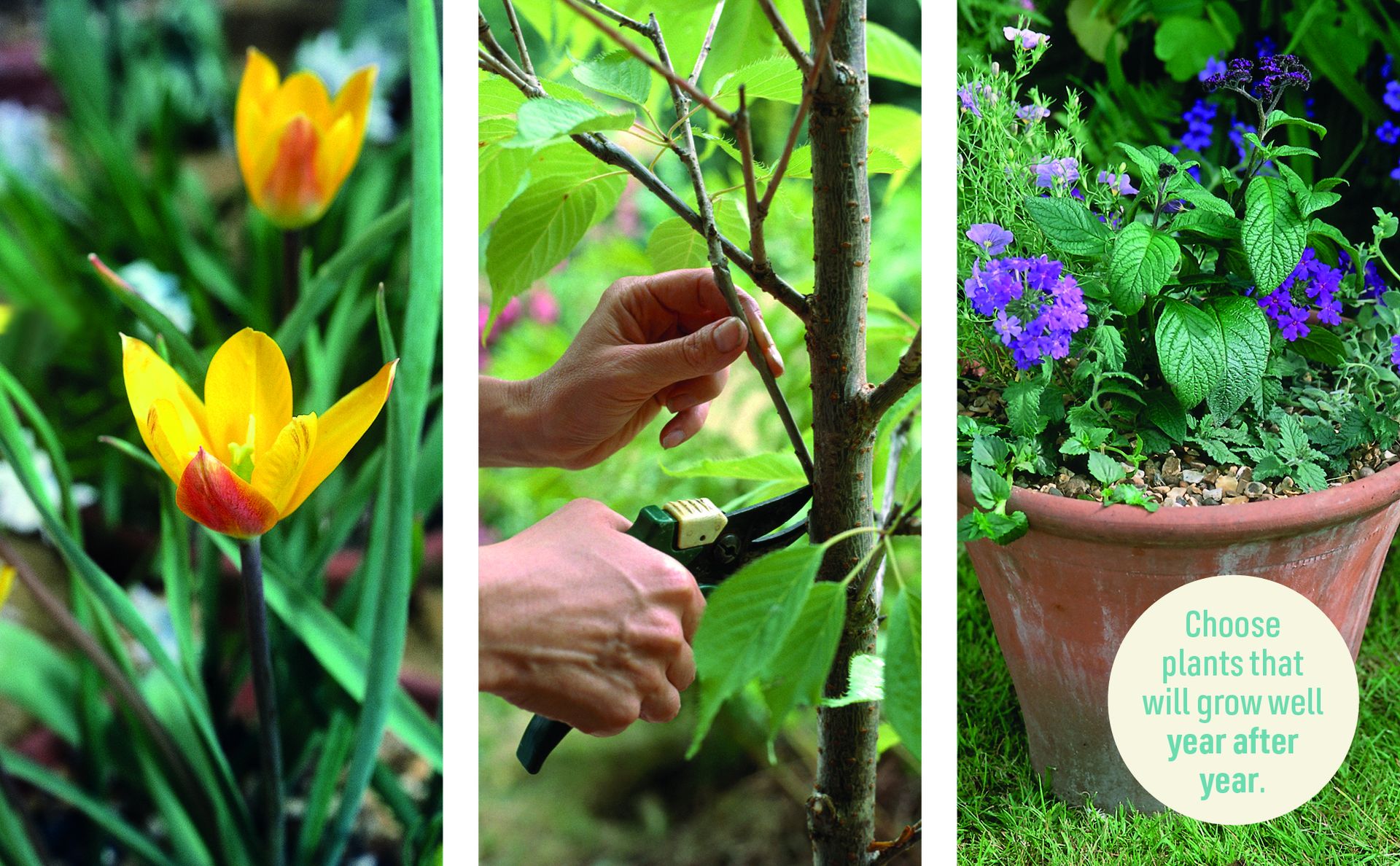 Beginner Gardening Step by Step: A Visual Guide to Yard and Garden Basics