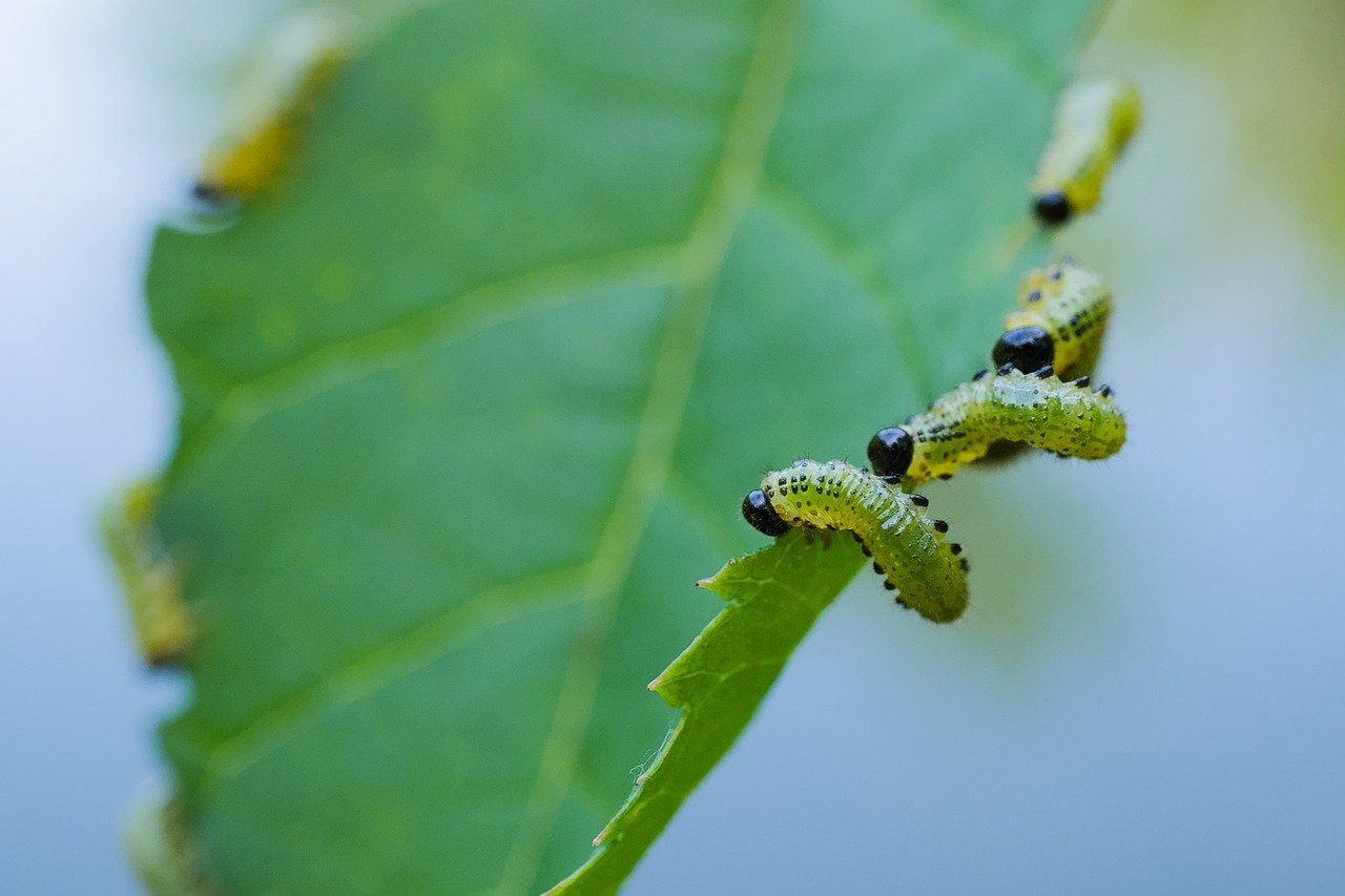 Companion Planting for Beginners: Your Guide to Easily Introduce Natural Pest Controls, Improve Soil Health, and Enjoy an Abundance of Organic Vegetables, Even for the First-Time Gardener