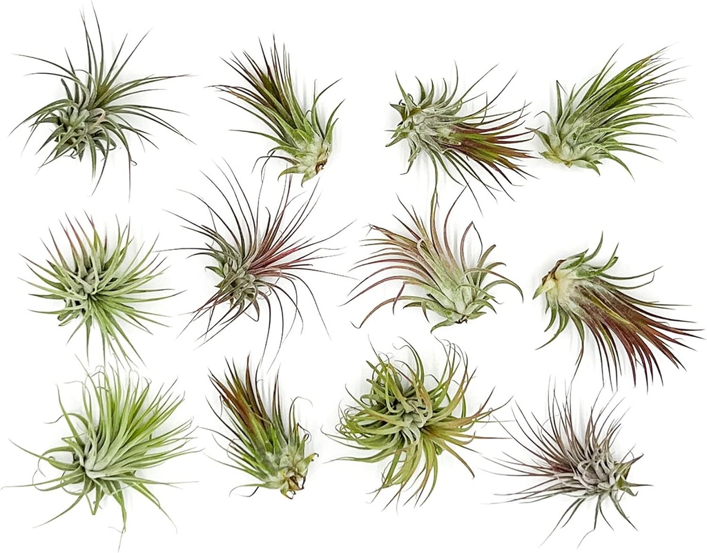 ragnaroc-air-plants---tillandsia-ionanth-2.jpg