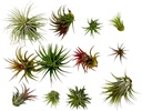 ragnaroc-air-plants---tillandsia-ionanth-3.jpg