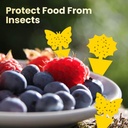 fruit-fly-sticky-traps-36pc-gnat-traps-y-4.jpg
