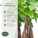 live-braided-money-tree-pachira-aquatica-3.jpg