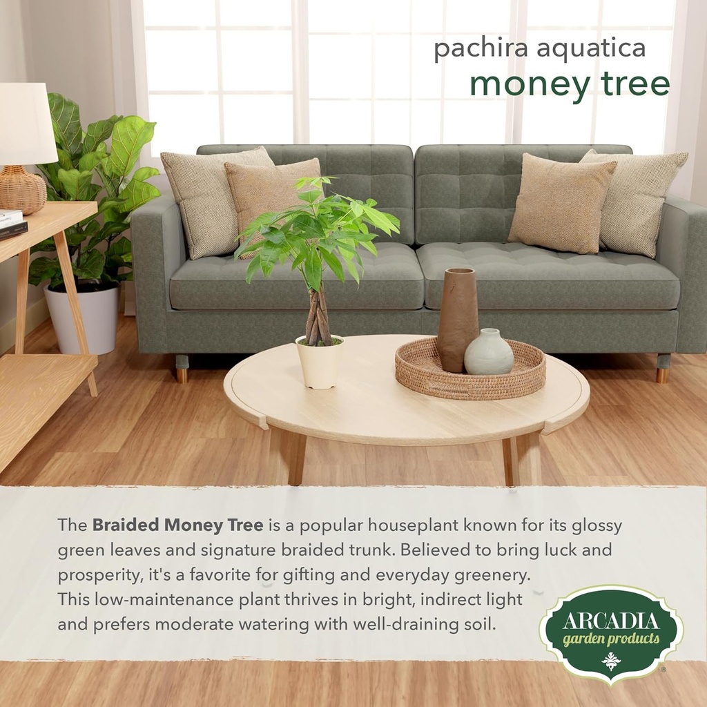 live-braided-money-tree-pachira-aquatica-4.jpg