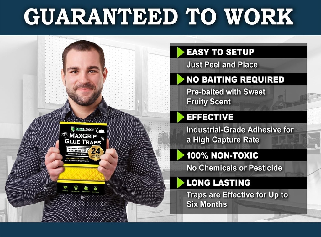maxguard-maxgrip-glue-traps-24-traps-non-2.jpg