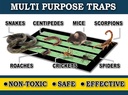 maxguard-maxgrip-glue-traps-24-traps-non-5.jpg