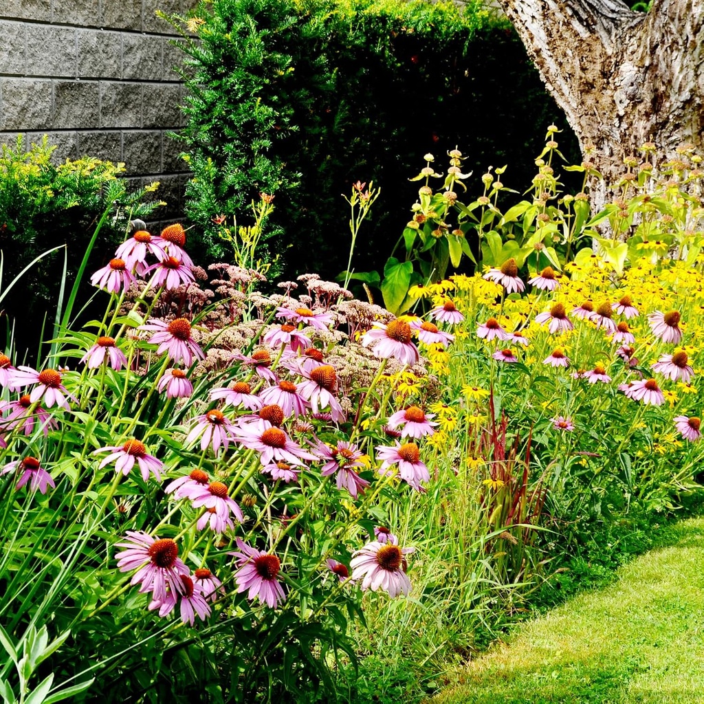 echinacea-seeds-purple-coneflower-seeds--6.jpg