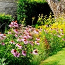 echinacea-seeds-purple-coneflower-seeds--6.jpg