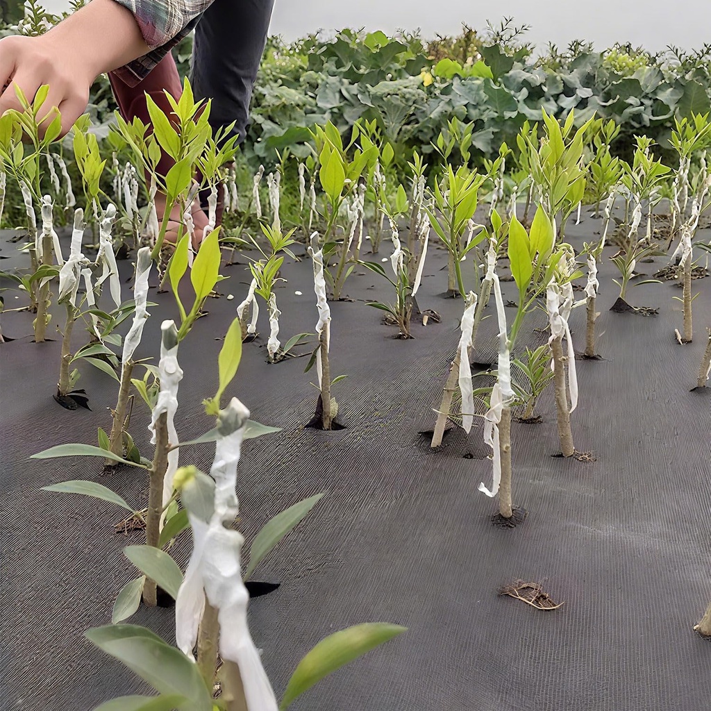 6-pcs-plant-tapeparafilm-grafting-tape-f-5.jpg