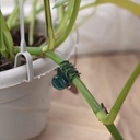 accencyc-100-pcs-plant-clips-orchid-clip-4.jpg