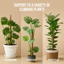 moss-pole-monstera-plant-support-2-pack--5.jpg