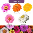 zinnia-seeds-mix-1-oz-over-3000-flowers--2.jpg