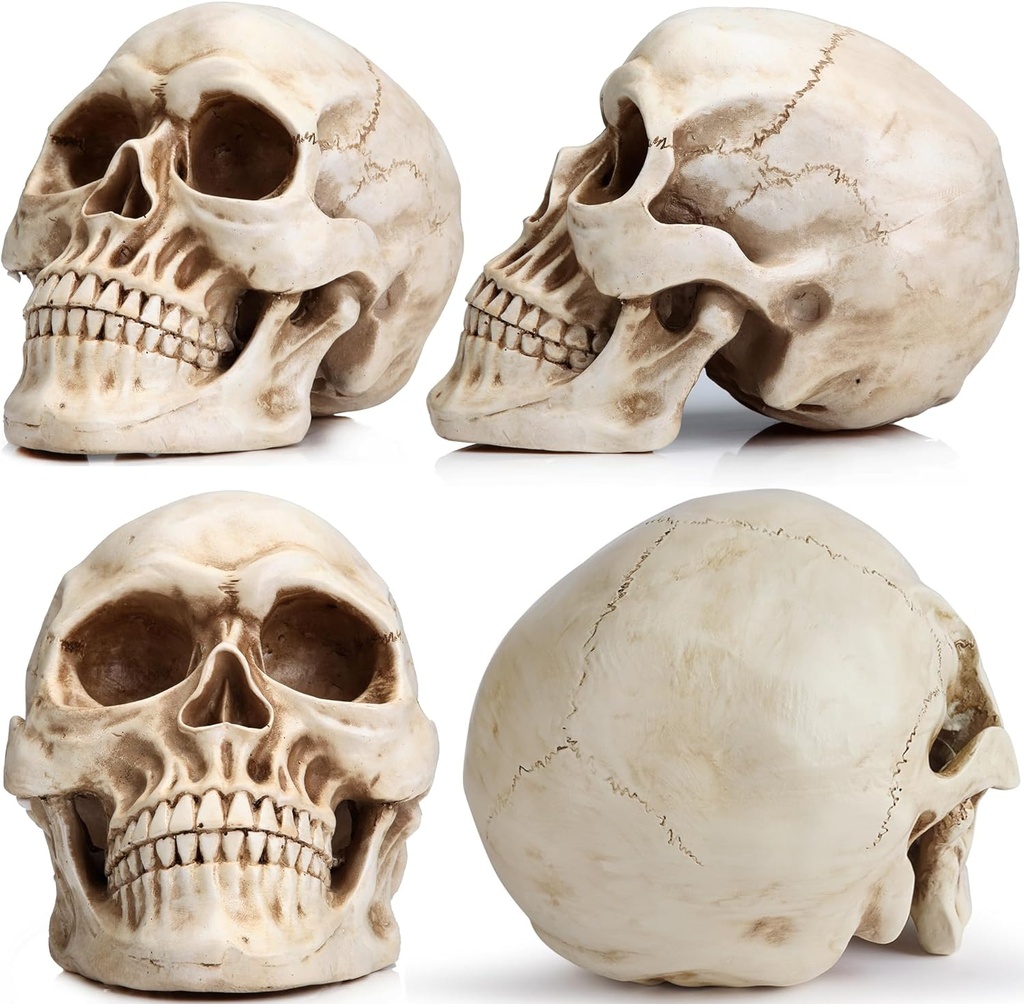 readaeer-resin-skull-human-head-model-fo-3.jpg