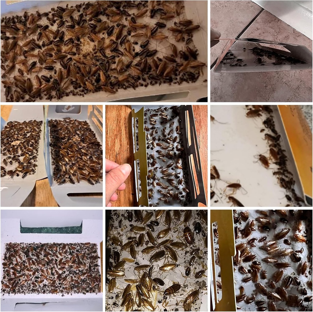 20-pack-roach-traps-cockroach-traps-indo-2.jpg