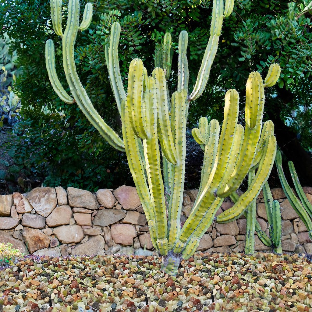 2lb-succulent-and-cactus-colorful-pebble-6.jpg