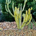 2lb-succulent-and-cactus-colorful-pebble-6.jpg