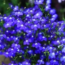 20000-magic-blue-creeping-thyme-seeds-fo-4.jpg