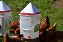 rentacoop-5-gallon-chicken-bpa-free-plas-2.jpg