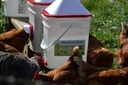 rentacoop-5-gallon-chicken-bpa-free-plas-3.jpg
