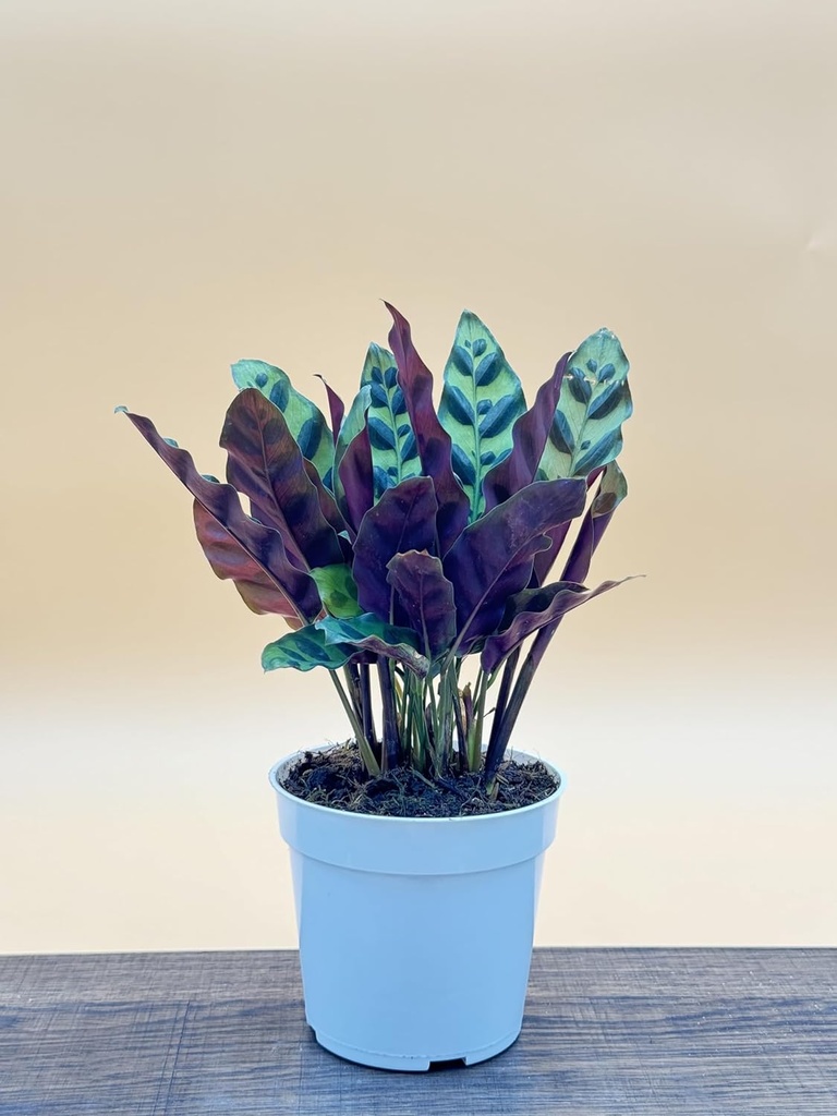 rattlesnake-calathea-live-plant---air-pu-2.jpg