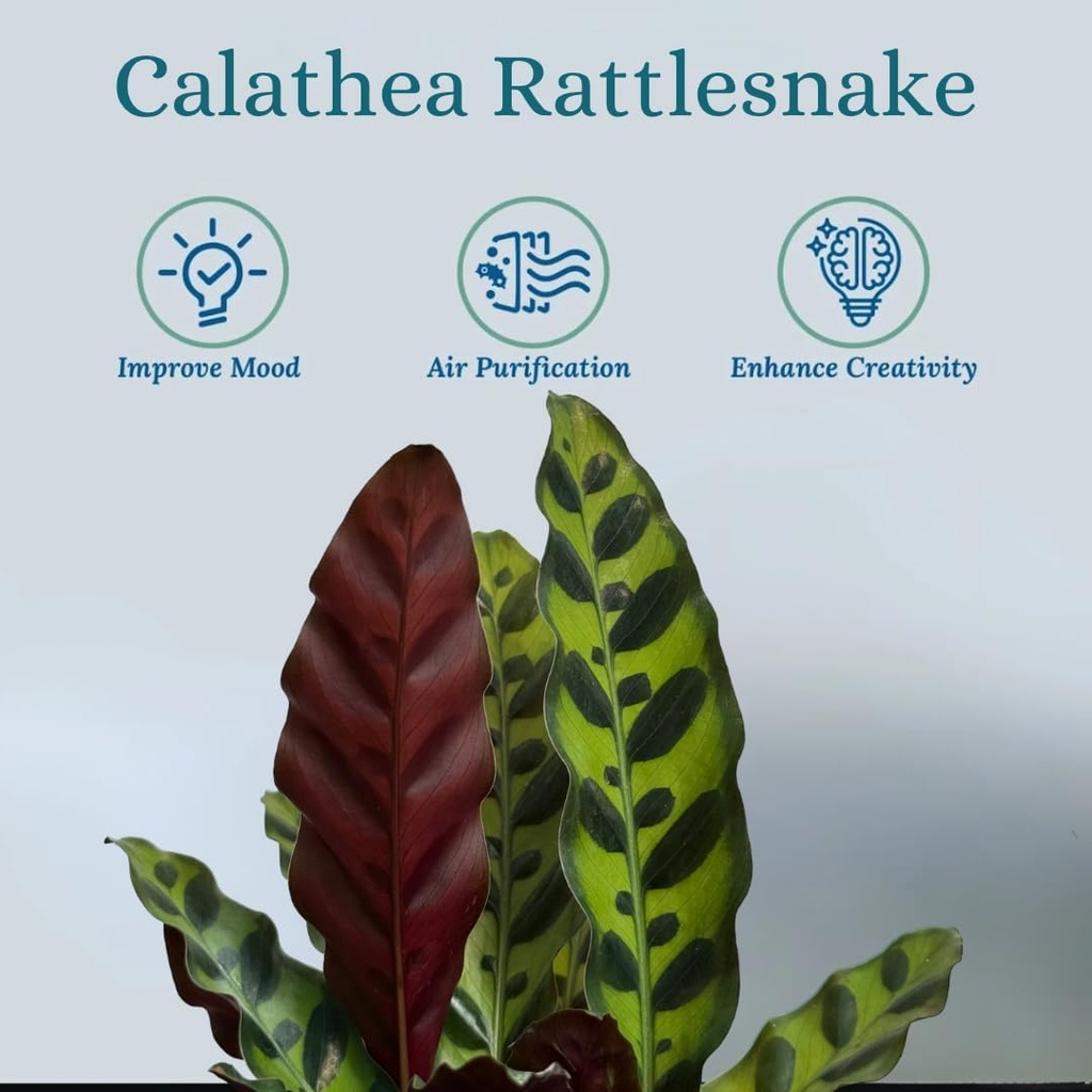 rattlesnake-calathea-live-plant---air-pu-3.jpg