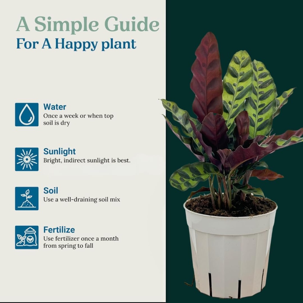 rattlesnake-calathea-live-plant---air-pu-4.jpg