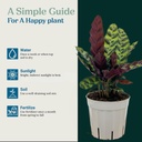 rattlesnake-calathea-live-plant---air-pu-4.jpg