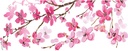 tervis-sakura-japanese-cherry-blossom-ma-2.jpg