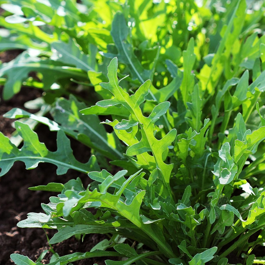 purely-organic-arugula-seeds-slow-bolt---5.jpg